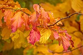 BLUEBELL ARBORETUM AND NURSERY, LEICESTERSHIRE: ORANGE, RED, YELLOW LEAVES, FOLIAGE OF PERSIAN IRONWOOD TREE, PARROTIA PERSICA FELICIE, TREES