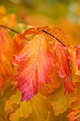 BLUEBELL ARBORETUM AND NURSERY, LEICESTERSHIRE: ORANGE, RED, YELLOW LEAVES, FOLIAGE OF PERSIAN IRONWOOD TREE, PARROTIA PERSICA FELICIE, TREES