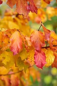 BLUEBELL ARBORETUM AND NURSERY, LEICESTERSHIRE: ORANGE, RED, YELLOW LEAVES, FOLIAGE OF PERSIAN IRONWOOD TREE, PARROTIA PERSICA FELICIE, TREES