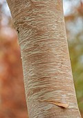 BLUEBELL ARBORETUM AND NURSERY, LEICESTERSHIRE: BARK, TRUNK OF BIRCH, BETULA ERMANII GRAYSWOOD HILL, TREES