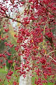 BLUEBELL ARBORETUM AND NURSERY, LEICESTERSHIRE: RED BERRIES, FRUITS OF EUONYMUS EUROPEUS THORNHAYES, SHRUBS