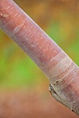 BLUEBELL ARBORETUM AND NURSERY, LEICESTERSHIRE: BARK, TRUNK OF BIRCH, BETULA ALBOSINENSIS PINK CHAMPAGNE, TREES
