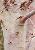 BLUEBELL ARBORETUM AND NURSERY, LEICESTERSHIRE: BARK, TRUNK OF BIRCH, BETULA ALBOSINENSIS PINK CHAMPAGNE, TREES