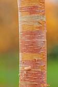 BLUEBELL ARBORETUM AND NURSERY, LEICESTERSHIRE: BARK, TRUNK OF BIRCH, BETULA UTILIS EDINBURGH, TREES