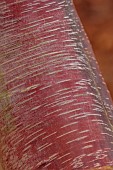 BLUEBELL ARBORETUM AND NURSERY, LEICESTERSHIRE: BARK, TRUNK OF BIRCH, BETULA UTILIS SUBSP. ALBOSINENSIS BOWLING GREEN, TREES