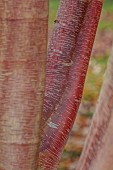 BLUEBELL ARBORETUM AND NURSERY, LEICESTERSHIRE: BARK, TRUNK OF BIRCH, BETULA UTILIS SUBSP. ALBOSINENSIS BOWLING GREEN, TREES