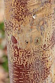 BLUEBELL ARBORETUM AND NURSERY, LEICESTERSHIRE: BARK, TRUNK OF BIRCH, BETULA ALBOSINENSIS RED PANDA, CHINESE RED BIRCH, TREES
