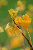 BLUEBELL ARBORETUM AND NURSERY, LEICESTERSHIRE: YELLOW LEAVES, FOLIAGE OF GINGKO BILOBA ICHO, DECIDUOUS, TREES