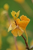 BLUEBELL ARBORETUM AND NURSERY, LEICESTERSHIRE: YELLOW LEAVES, FOLIAGE OF GINGKO BILOBA ICHO, DECIDUOUS, TREES