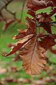 BLUEBELL ARBORETUM AND NURSERY, LEICESTERSHIRE: BROWN LEAVES, FOLIAGE OF DAIMYO OAK, QUERCUS DENTATA CARL FERRIS MILLER, TREES