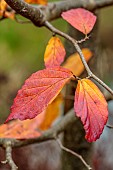 BLUEBELL ARBORETUM AND NURSERY, LEICESTERSHIRE: RED, ORANGE LEAVES OF PERSIAN IRONWOOD TREE, PARROTIA PERSICA RED OCTOBER, TREES