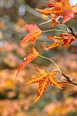 BLUEBELL ARBORETUM AND NURSERY, LEICESTERSHIRE: ORANGE, RED, YELLOW LEAVES, FOLIAGE OF LIQUIDAMBAR STYRACIFLUA SLENDER SILHOUETTE, TREES, SWEET GUM, NORTH AMERICAN SATINWOOD