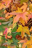 BLUEBELL ARBORETUM AND NURSERY, LEICESTERSHIRE: ORANGE, RED, YELLOW LEAVES, FOLIAGE OF LIQUIDAMBAR STYRACIFLUA SLENDER SILHOUETTE, TREES, SWEET GUM, NORTH AMERICAN SATINWOOD