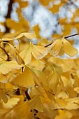 BLUEBELL ARBORETUM AND NURSERY, LEICESTERSHIRE: YELLOW LEAVES, FOLIAGE OF GINGKO BILOBA PENDULA, WEEPING MAIDENHAIR TREE, DECIDUOUS, TREES