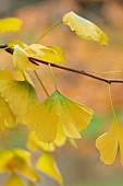BLUEBELL ARBORETUM AND NURSERY, LEICESTERSHIRE: YELLOW LEAVES, FOLIAGE OF GINGKO BILOBA PENDULA, WEEPING MAIDENHAIR TREE, DECIDUOUS, TREES