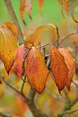 BLUEBELL ARBORETUM AND NURSERY, LEICESTERSHIRE: NOVEMBER, LEAVES, FOLIAGE OF CORNUS KOUSA CHINA GIRL, SHRUBS
