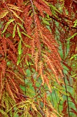 BLUEBELL ARBORETUM AND NURSERY, LEICESTERSHIRE: LEAVES, FOLIAGE OF TAXODIUM DISTICHUM CASCADE FALLS, WEEPING SWAMP CYPRESS