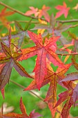 BLUEBELL ARBORETUM AND NURSERY, LEICESTERSHIRE: ORANGE, RED, LEAVES, FOLIAGE OF LIQUIDAMBAR STYRACIFLUA WISLEY KING, TREES, SWEET GUM, NORTH AMERICAN SATINWOOD