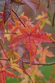 BLUEBELL ARBORETUM AND NURSERY, LEICESTERSHIRE: ORANGE, RED, LEAVES, FOLIAGE OF LIQUIDAMBAR STYRACIFLUA WISLEY KING, TREES, SWEET GUM, NORTH AMERICAN SATINWOOD