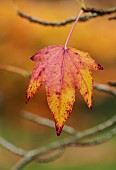 BLUEBELL ARBORETUM AND NURSERY, LEICESTERSHIRE: ORANGE, RED, LEAVES, FOLIAGE OF LIQUIDAMBAR STYRACIFLUA MORAINE, TREES, SWEET GUM, NORTH AMERICAN SATINWOOD