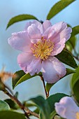 CAROLINE BELL NATIONAL COLLECTION OF SASANQUA CAMELLIAS, DEVON, PINK FLOWERS, BLOOMS OF CAMELLIA SASANQUA MISTY MOON, SHRUBS
