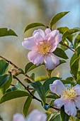 CAROLINE BELL NATIONAL COLLECTION OF SASANQUA CAMELLIAS, DEVON, PINK FLOWERS, BLOOMS OF CAMELLIA SASANQUA MISTY MOON, SHRUBS
