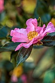 CAROLINE BELL NATIONAL COLLECTION OF SASANQUA CAMELLIAS, DEVON, PINK FLOWERS, BLOOMS OF CAMELLIA SASANQUA NODAMI-USHIRO, SHRUBS