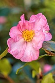 CAROLINE BELL NATIONAL COLLECTION OF SASANQUA CAMELLIAS, DEVON, PINK FLOWERS, BLOOMS OF CAMELLIA SASANQUA NODAMI-USHIRO, SHRUBS