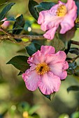 CAROLINE BELL NATIONAL COLLECTION OF SASANQUA CAMELLIAS, DEVON, PINK FLOWERS, BLOOMS OF CAMELLIA SASANQUA NODAMI-USHIRO, SHRUBS