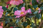 CAROLINE BELL NATIONAL COLLECTION OF SASANQUA CAMELLIAS, DEVON, PINK FLOWERS, BLOOMS OF CAMELLIA SASANQUA NODAMI-USHIRO, SHRUBS