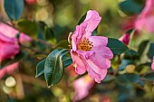 CAROLINE BELL NATIONAL COLLECTION OF SASANQUA CAMELLIAS, DEVON, PINK FLOWERS, BLOOMS OF CAMELLIA SASANQUA NODAMI-USHIRO, SHRUBS