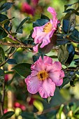 CAROLINE BELL NATIONAL COLLECTION OF SASANQUA CAMELLIAS, DEVON, PINK FLOWERS, BLOOMS OF CAMELLIA SASANQUA NODAMI-USHIRO, SHRUBS