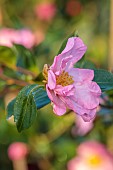 CAROLINE BELL NATIONAL COLLECTION OF SASANQUA CAMELLIAS, DEVON, PINK FLOWERS, BLOOMS OF CAMELLIA SASANQUA NODAMI-USHIRO, SHRUBS