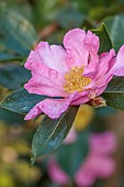 CAROLINE BELL NATIONAL COLLECTION OF SASANQUA CAMELLIAS, DEVON, PINK FLOWERS, BLOOMS OF CAMELLIA SASANQUA NODAMI-USHIRO, SHRUBS
