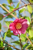 CAROLINE BELL NATIONAL COLLECTION OF SASANQUA CAMELLIAS, DEVON, PINK FLOWERS, BLOOMS OF CAMELLIA SASANQUA ANNA DZOFKA, SHRUBS