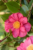 CAROLINE BELL NATIONAL COLLECTION OF SASANQUA CAMELLIAS, DEVON, PINK FLOWERS, BLOOMS OF CAMELLIA SASANQUA ANNA DZOFKA, SHRUBS