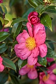 CAROLINE BELL NATIONAL COLLECTION OF SASANQUA CAMELLIAS, DEVON, PINK FLOWERS, BLOOMS OF CAMELLIA SASANQUA ANNA DZOFKA, SHRUBS