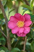 CAROLINE BELL NATIONAL COLLECTION OF SASANQUA CAMELLIAS, DEVON, PINK FLOWERS, BLOOMS OF CAMELLIA SASANQUA ANNA DZOFKA, SHRUBS