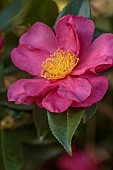 CAROLINE BELL NATIONAL COLLECTION OF SASANQUA CAMELLIAS, DEVON, PINK FLOWERS, BLOOMS OF CAMELLIA SASANQUA ANNA DZOFKA, SHRUBS