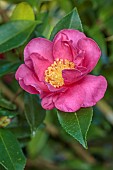 CAROLINE BELL NATIONAL COLLECTION OF SASANQUA CAMELLIAS, DEVON, PINK FLOWERS, BLOOMS OF CAMELLIA SASANQUA ANNA DZOFKA, SHRUBS