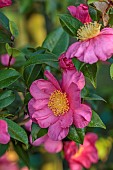 CAROLINE BELL NATIONAL COLLECTION OF SASANQUA CAMELLIAS, DEVON, PINK FLOWERS, BLOOMS OF CAMELLIA SASANQUA ANNA DZOFKA, SHRUBS
