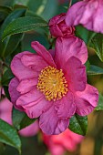 CAROLINE BELL NATIONAL COLLECTION OF SASANQUA CAMELLIAS, DEVON, PINK FLOWERS, BLOOMS OF CAMELLIA SASANQUA ANNA DZOFKA, SHRUBS