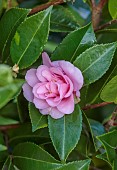 CAROLINE BELL NATIONAL COLLECTION OF SASANQUA CAMELLIAS, DEVON, PINK FLOWERS, BLOOMS OF CAMELLIA SASANQUA PAMS SUPREME, SHRUBS