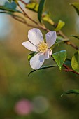 CAROLINE BELL NATIONAL COLLECTION OF SASANQUA CAMELLIAS, DEVON, PALE PINK, CREAM FLOWERS, BLOOMS OF CAMELLIA SASANQUA AZUMA-NISHIKI, SHRUBS
