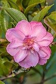 CAROLINE BELL NATIONAL COLLECTION OF SASANQUA CAMELLIAS, DEVON, NOVEMBER, PINK FLOWERS, BLOOMS OF CAMELLIA SASANQUA FRANCOISE DORLEAC, SHRUBS
