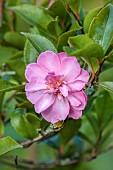 CAROLINE BELL NATIONAL COLLECTION OF SASANQUA CAMELLIAS, DEVON, NOVEMBER, PINK FLOWERS, BLOOMS OF CAMELLIA SASANQUA FRANCOISE DORLEAC, SHRUBS