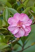 CAROLINE BELL NATIONAL COLLECTION OF SASANQUA CAMELLIAS, DEVON, NOVEMBER, PINK FLOWERS, BLOOMS OF CAMELLIA SASANQUA FRANCOISE DORLEAC, SHRUBS