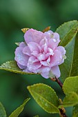 CAROLINE BELL NATIONAL COLLECTION OF SASANQUA CAMELLIAS, DEVON, PINK, LIME GREEN FLOWERS, BLOOMS OF CAMELLIA SASANQUA STRAWBEERY LIMEADE, SHRUBS