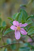 CAROLINE BELL NATIONAL COLLECTION OF SASANQUA CAMELLIAS, DEVON, NOVEMBER, PINK FLOWERS, BLOOMS OF CAMELLIA SASANQUA HUGH EVANS, SHRUBS