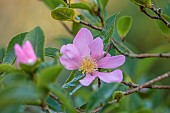 CAROLINE BELL NATIONAL COLLECTION OF SASANQUA CAMELLIAS, DEVON, NOVEMBER, PINK FLOWERS, BLOOMS OF CAMELLIA SASANQUA HUGH EVANS, SHRUBS